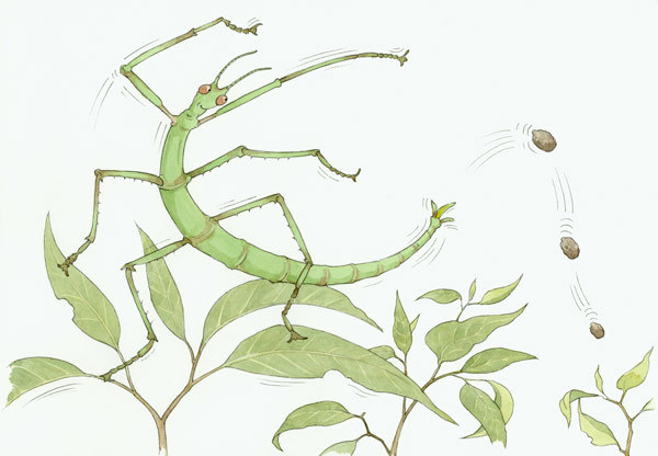 An illustration of an adult female on treetop twig flicking her eggs from the tip of abdomen