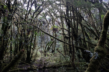 Moss forest