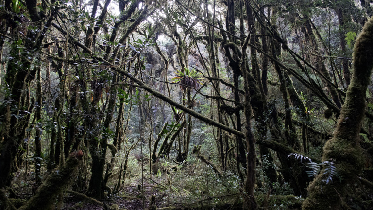Moss forest