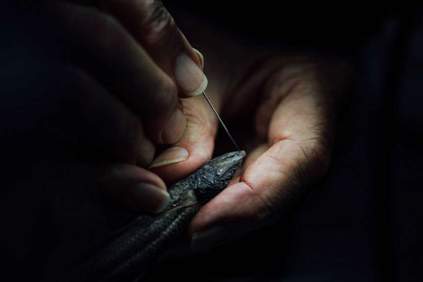 Fish specimen being prepared