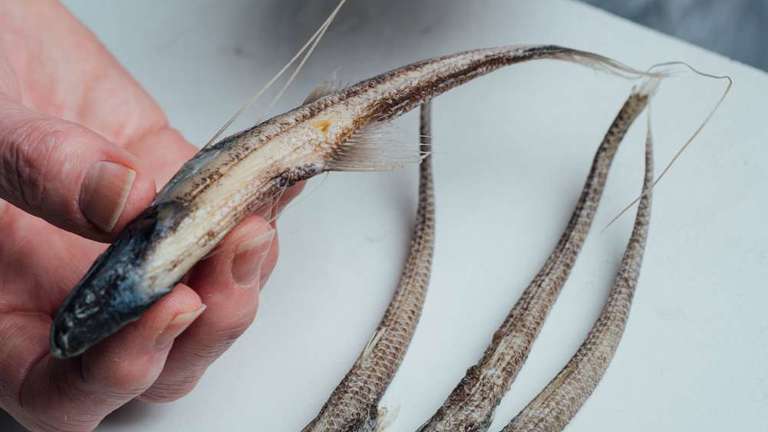 Preparing fish specimens
