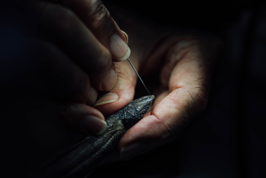Small fish in a hand