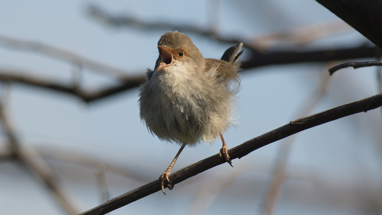 Female Superb Fairy-wren with it beak open singing.