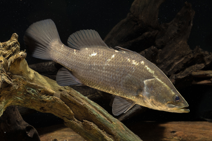 Barramundi