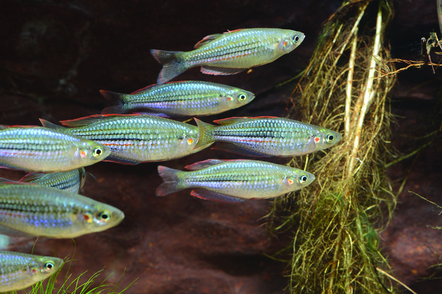 School of Exquisite Rainbowfish