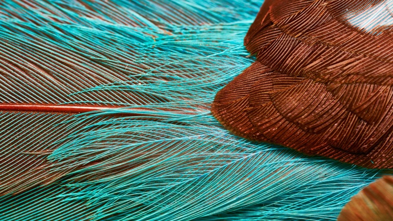 Blue bird feathers up close