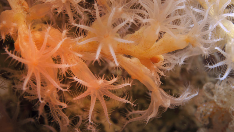Delicate orange soft corals