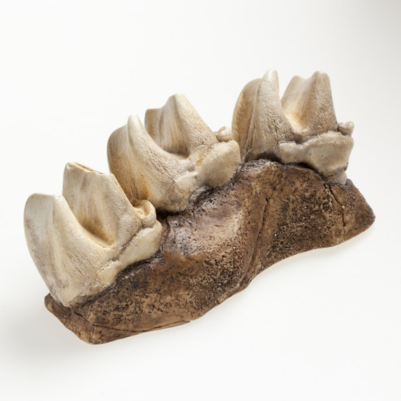 jaw fossil