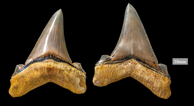 Shark teeth