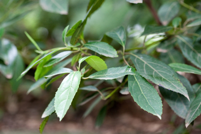 Foliage of an Austral Mulberry tree growing in the Milarri Garden.
