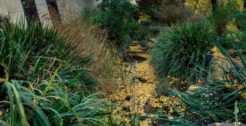 The Plants of Milarri Garden