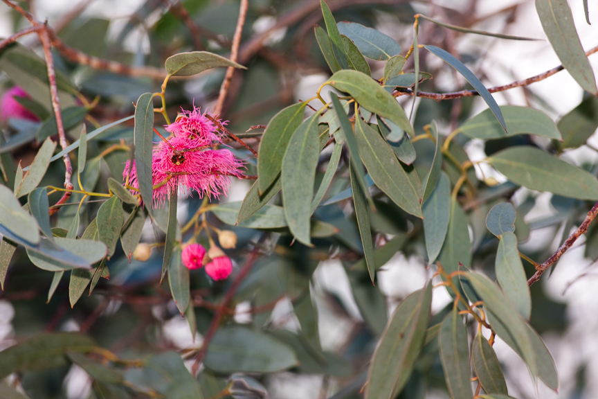 Yellow Gum tree flowering in Milarri Garden