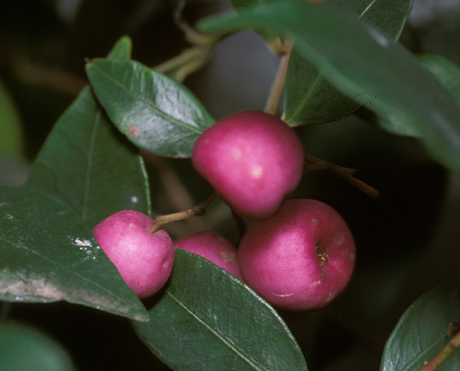 The pink fruits of the Lilly Pilly tree
