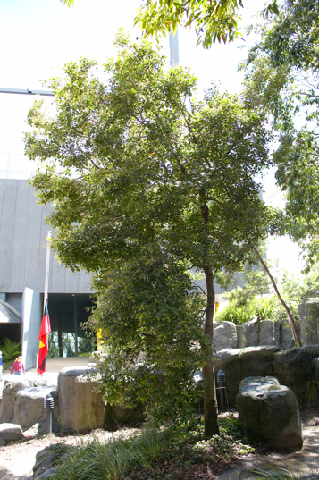 The Lilly Pilly tree growing in the Milarri Garden.