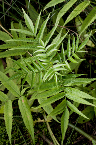Sambucus gaudichaudiana, White Elderberry growing in Milarri Garden