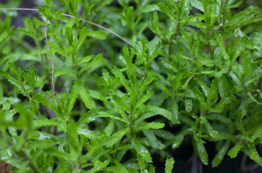 Old Man Weed growing in Milarri Garden