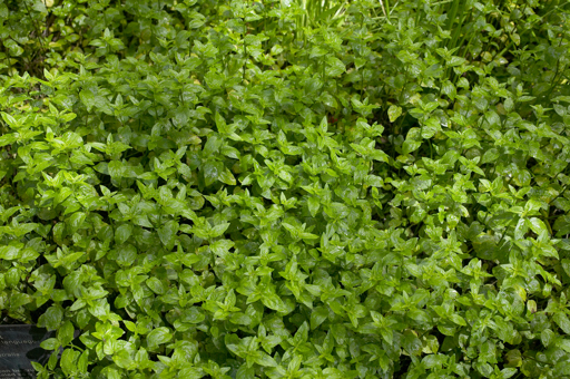River Mint, Mentha australis