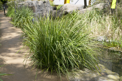 Spiny-headed Mat-rush (Lomandra longifolia) growing in Milarri Garden