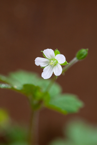 Native Geranium (Geranium solanderi) growing in Milarri Garden