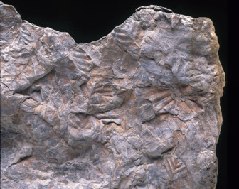 Fossilised tree imprints
