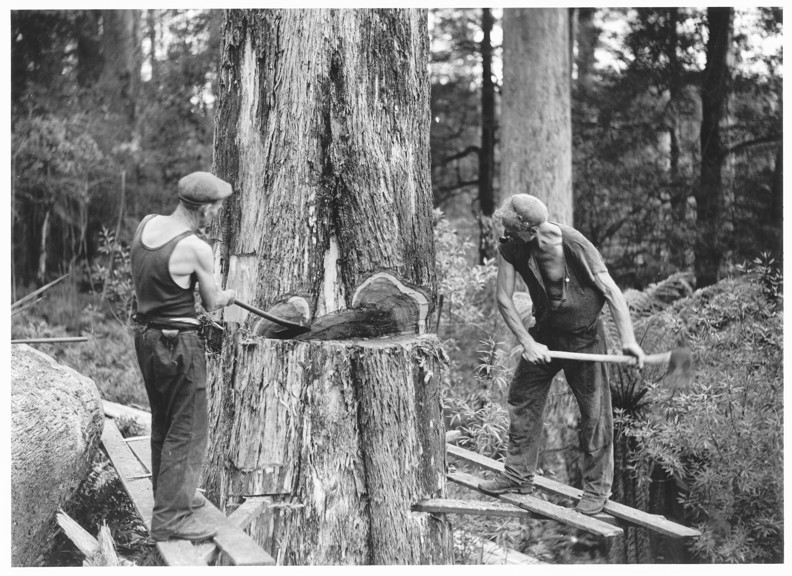 Two men tree felling with axes