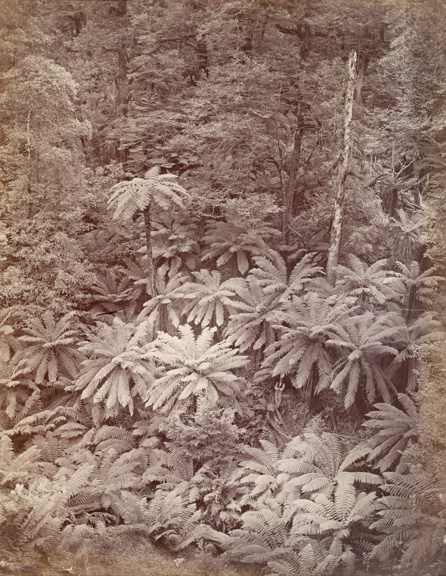 Dense ferns viewed at a high angle