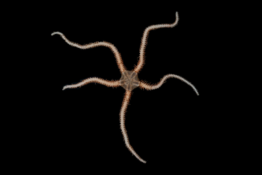 Ophiuroidea, Brittle Star. Collected and photographed during the Museums Victoria and partners 'Sampling the Abyss' voyage on the RV Investigator.