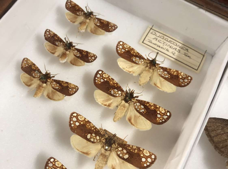 Moth specimens in a museum collection