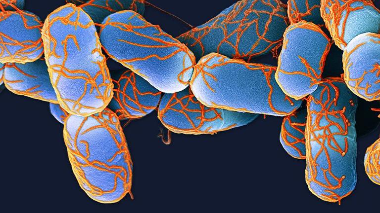 Gut Feelings: Your Mind, Your Microbes
