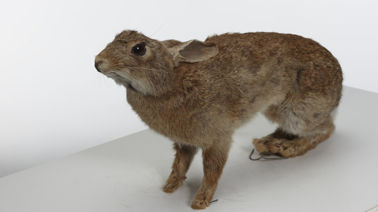 A Museum Victoria specimen of the European rabbit, Oryctolagus cuniculus.