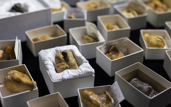 Fossilised baleen whale earbones (bullae) specimens from Museums Victoria's collection.