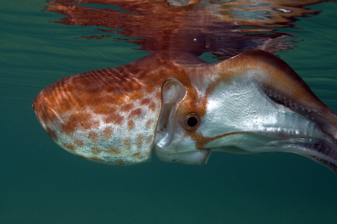 <em>Tremoctopus gracilis</em>, Indo-Pacific Violet Blanket Octopus