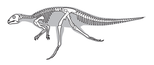 Line drawing of a dinosaur skeleton