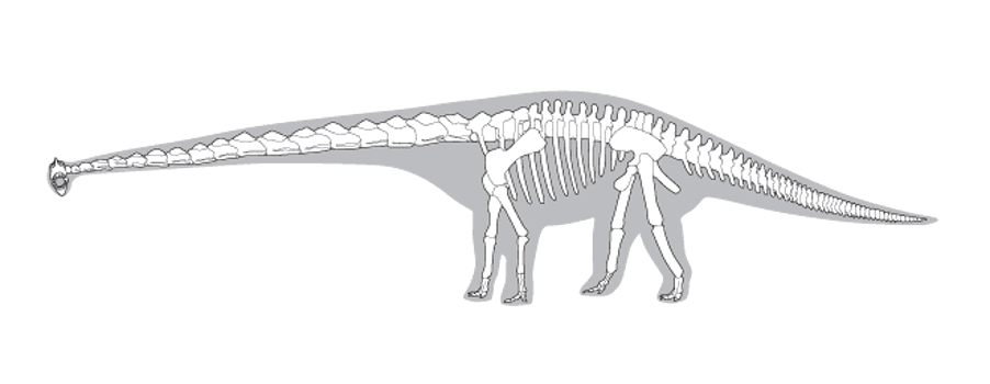 Line drawing of a dinosaur skeleton