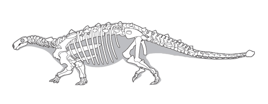 Line drawing of a dinosaur skeleton