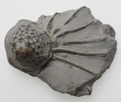 Grey rock with a bulb shape protruding at one end