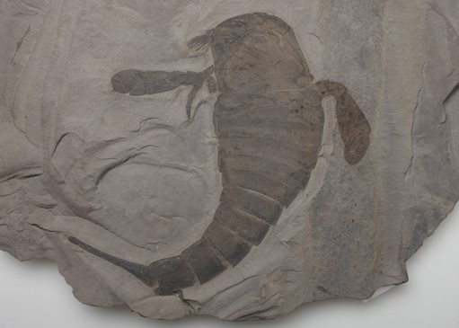 Fossil of the sea scorpion, Eurypterus remipes