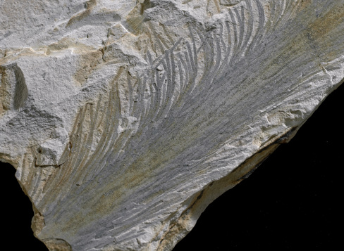 Fossil of Baragwanathia longifolia: "club moss"