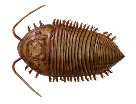Model of the trilobite, Dipleura lilydalensis