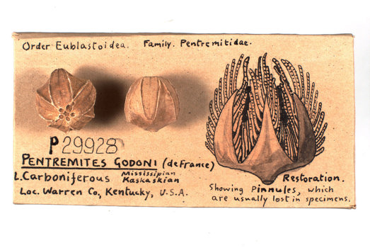 Illustration of Pentremites godoni, an extinct blastoid (a type of marine animal) from the early Carboniferous period