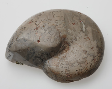 Cladiscites tornatus fossil from the Late Triassic period