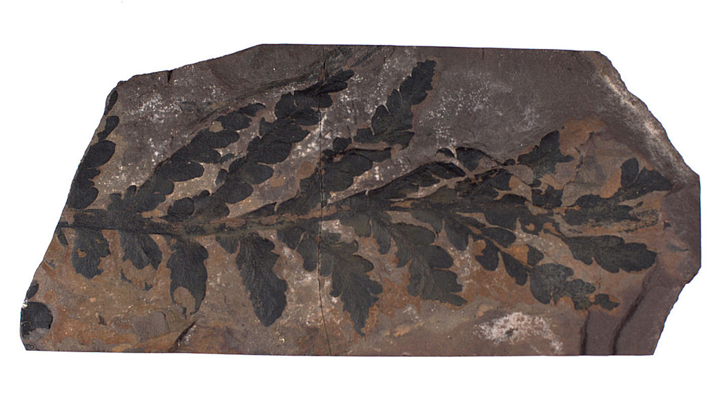 Fossil of the fern, Thinnfeldia feistmanteli