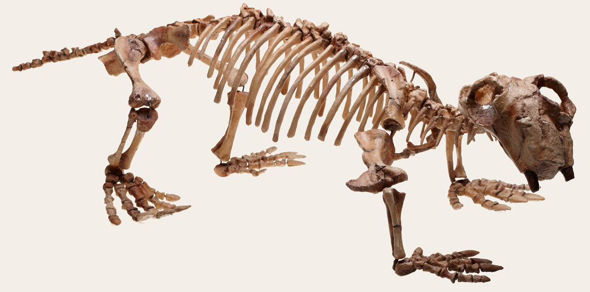Cast of Lystrosaurus georgi, an extinct theraspid from the early Triassic period