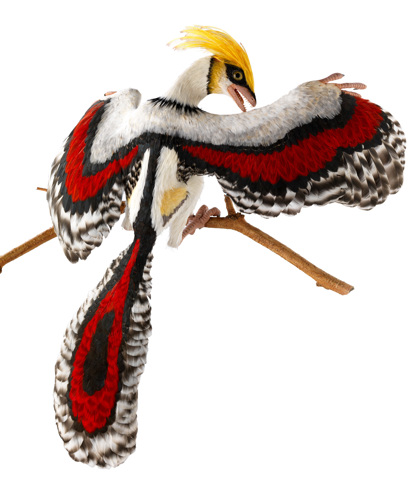 Model of Archaeopteryx, a feathered dinosaur