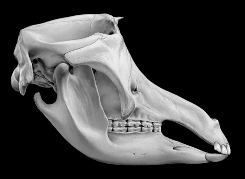 Reconstruction of extinct Australian megafauna, Palorchestes. One of a sequence of developmental drawings