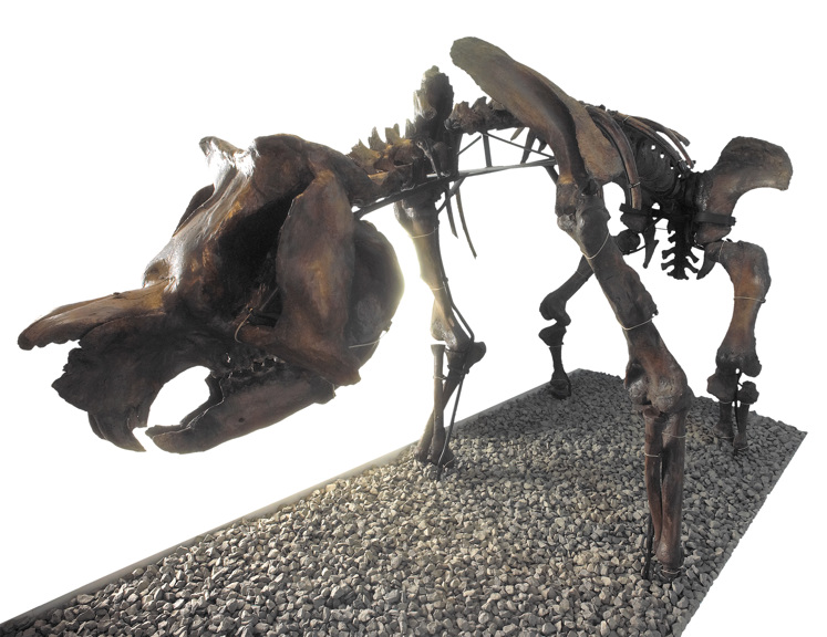 Skeleton of Zygomaturus