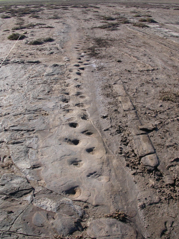 Fossilised megafauna footprints