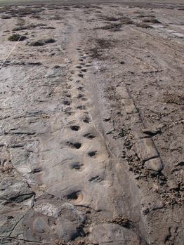 Fossilised megafauna footprints