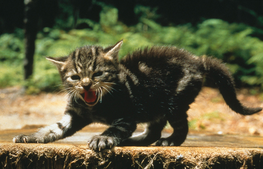 Feral kitten
