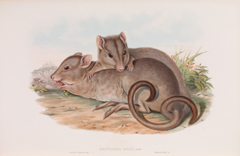 Lithograph depicting two burrowing bettongs